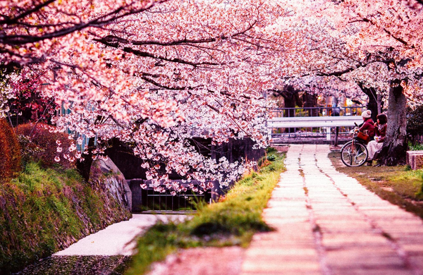 Na Japonskem v pričakovanju čarobnega cvetenja češenj